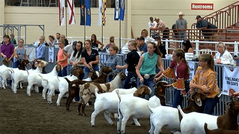 american boer goat association